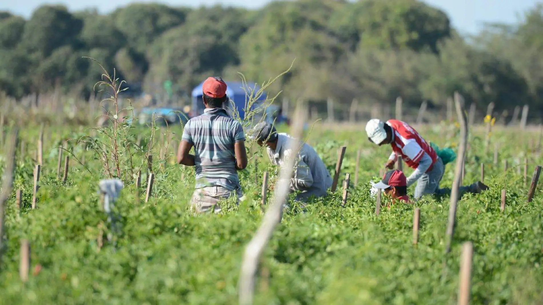 afectaciones  agricolas